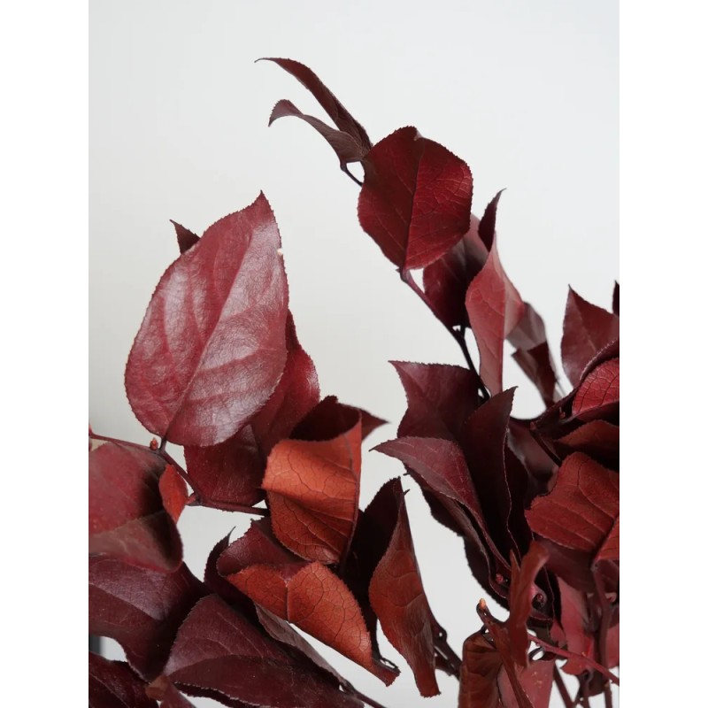 Salal rouge stabilisé détails