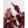 Salal rouge stabilisé détails