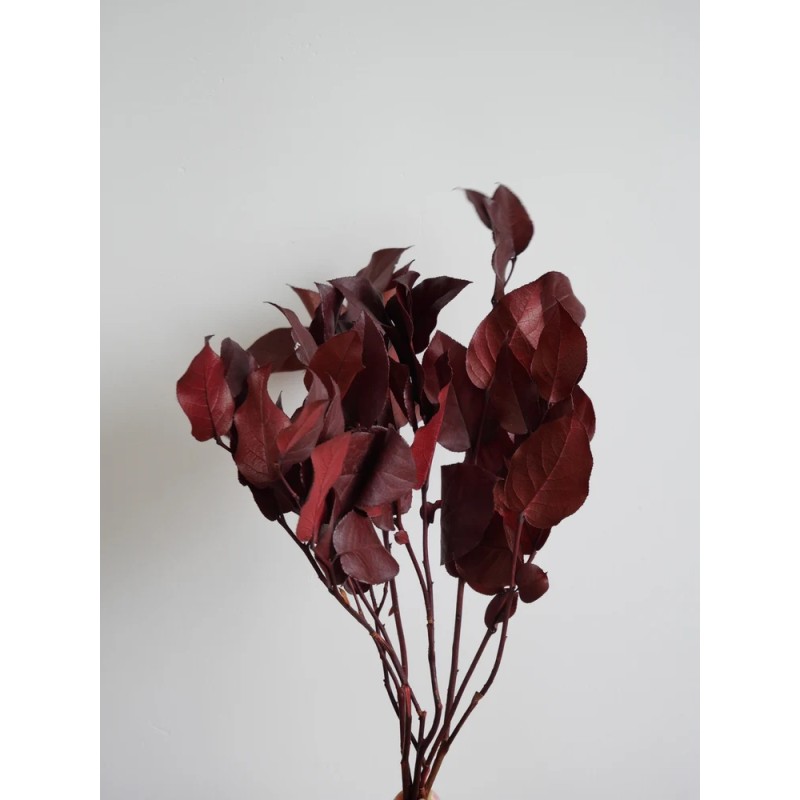 Salal rouge stabilisé