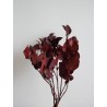 Salal rouge stabilisé