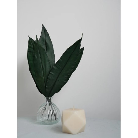Tropical leaf stabilisée décoration
