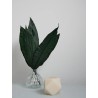 Tropical leaf stabilisée décoration
