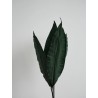 Tropical leaf stabilisée