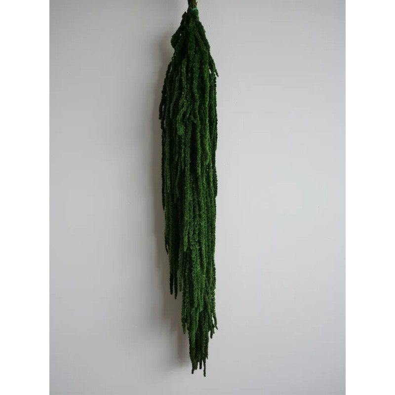 Amarante verte foncée stabilisée retombante