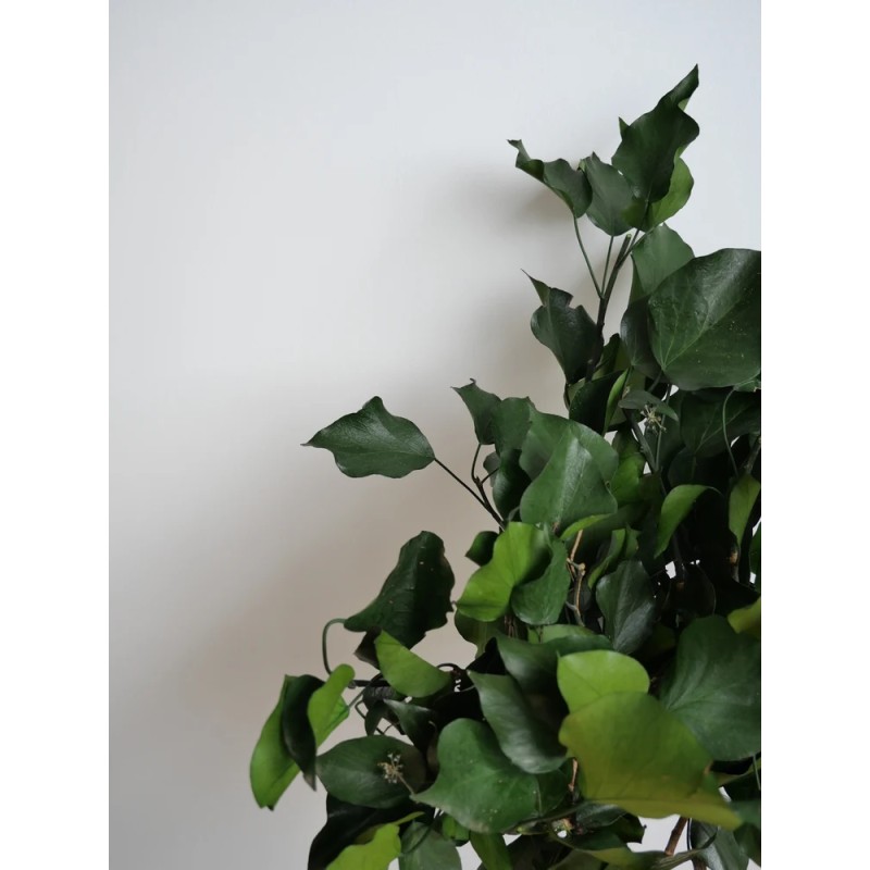 Lierre vert stabilisé détails