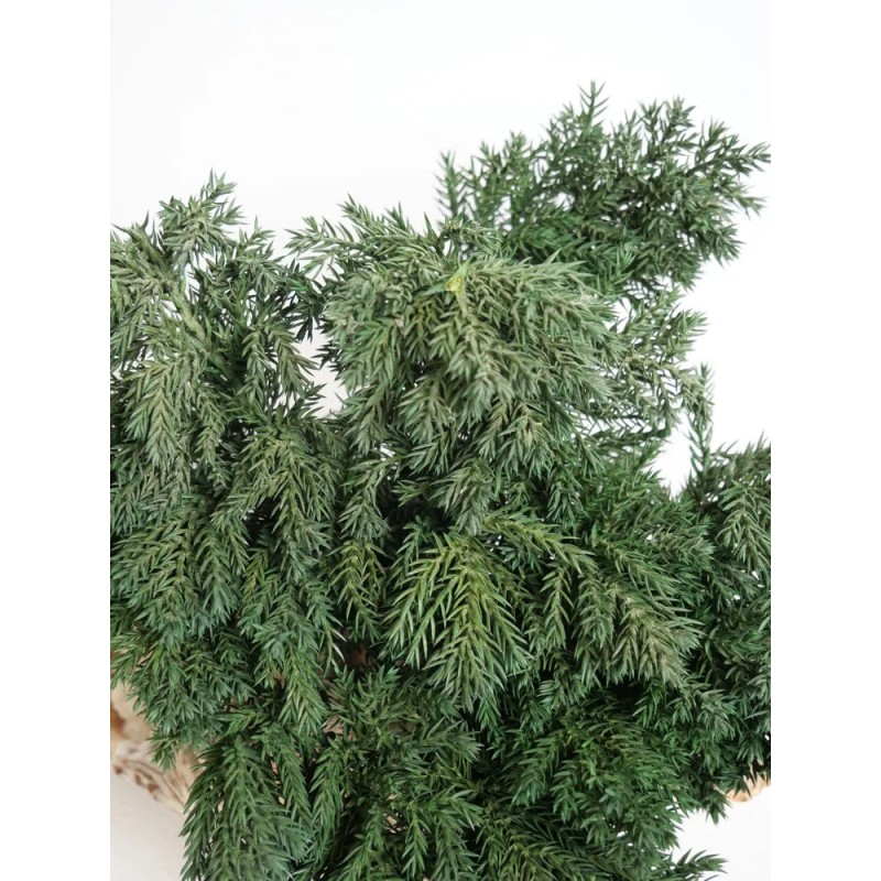 Juniperus stabilisé