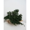 Juniperus stabilisé