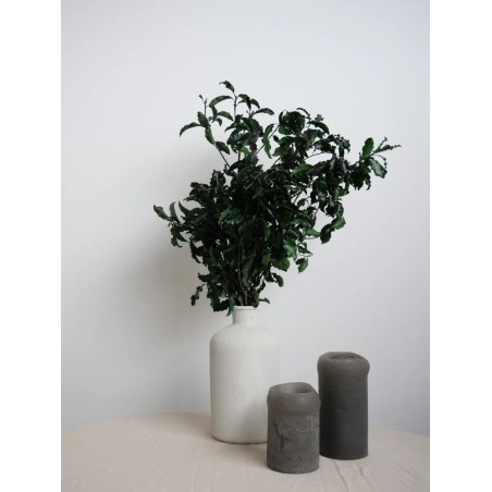 Pittosporum vert stabilisé decoration interieure