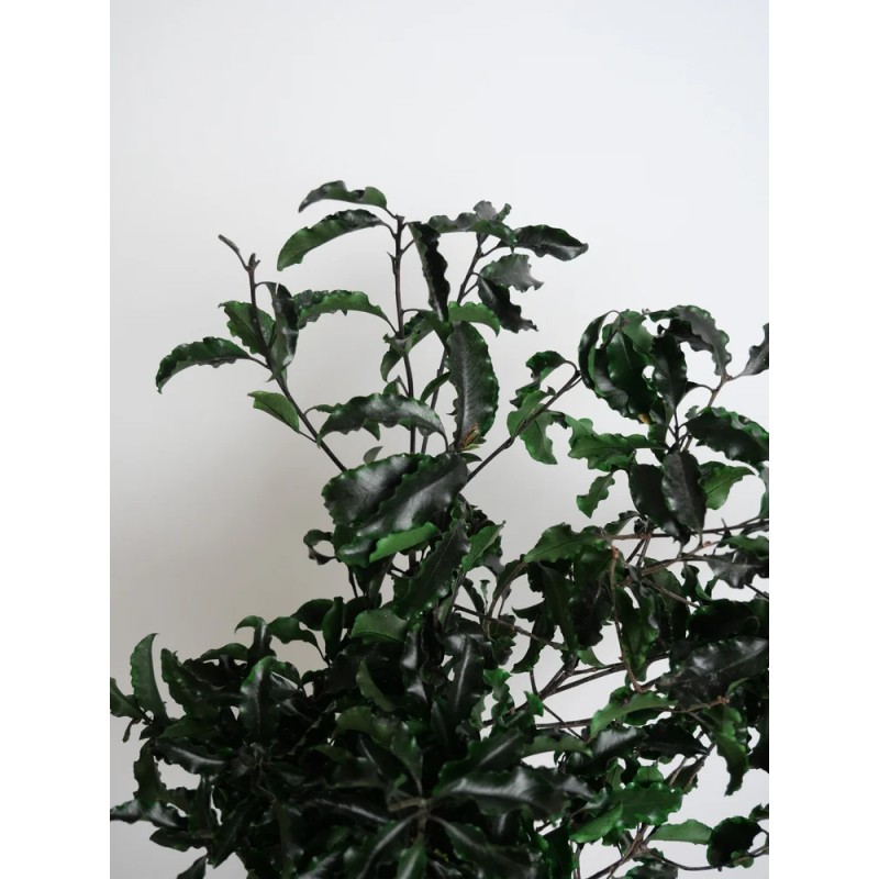 Pittosporum vert stabilisé détails