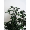 Pittosporum vert stabilisé détails