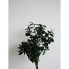 Pittosporum vert stabilisé