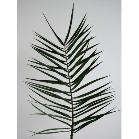 Palme de phoenix stabilisée petite taille