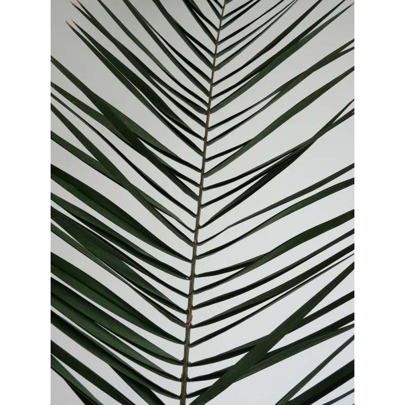 Palme de phoenix stabilisée zoom feuillage