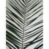 Palme de phoenix stabilisée zoom feuillage
