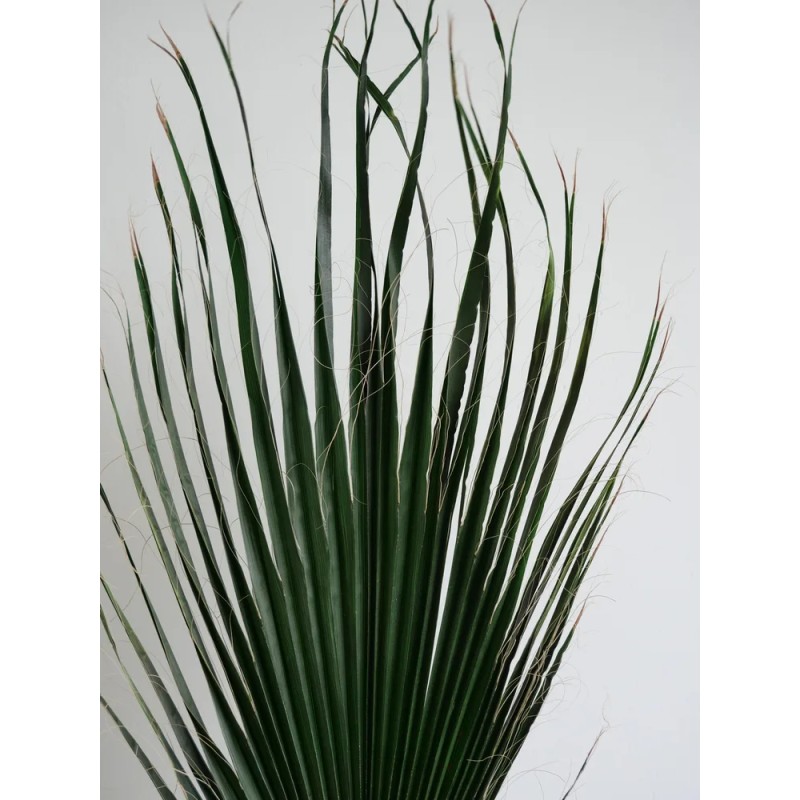 Palme de washingtonia verte détails