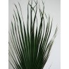 Palme de washingtonia verte détails