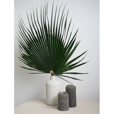 Palme de washingtonia verte stabilisée