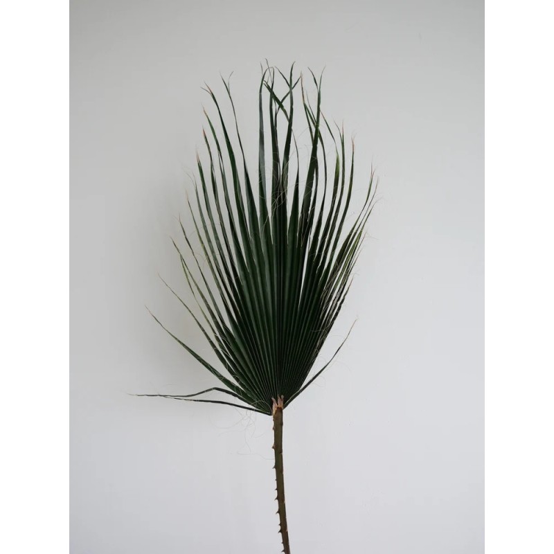 Palme washingtonia stabilisée verte