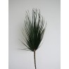 Palme washingtonia stabilisée verte