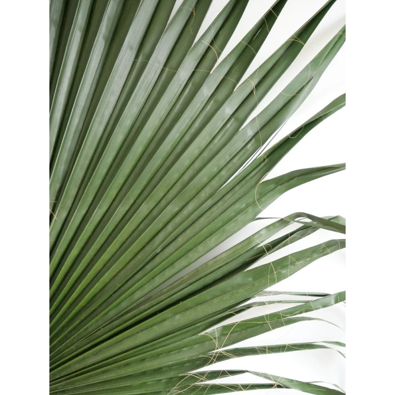 Détails palme wahsingtonia