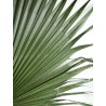Détails palme wahsingtonia