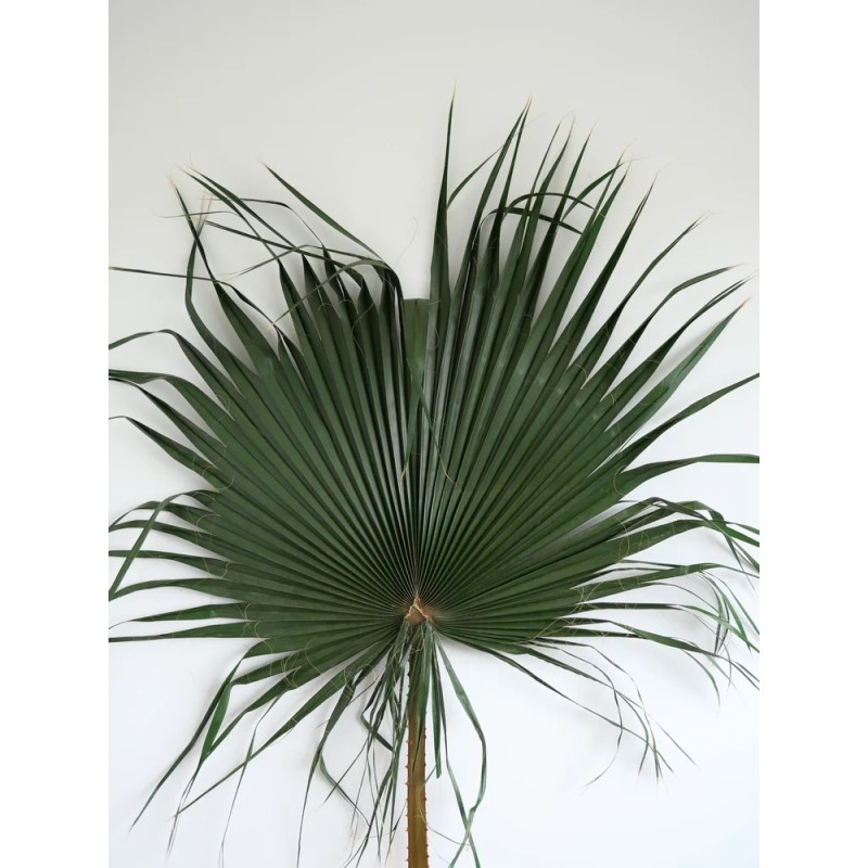 Palme de washingtonia stabilisée verte XXL