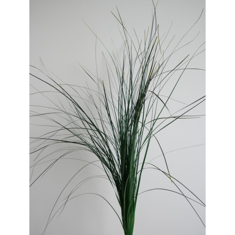 Bear grass stabilisé