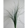 Bear grass stabilisé