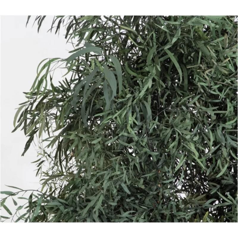 Nicoly slim stabilisé arbre