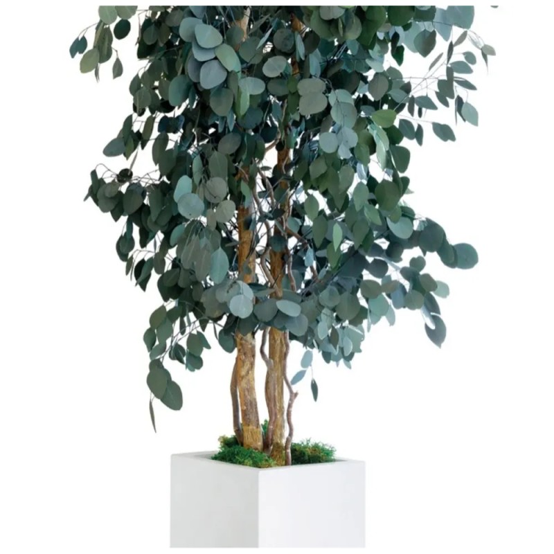 Eucalyptus stabilisé arbre détails