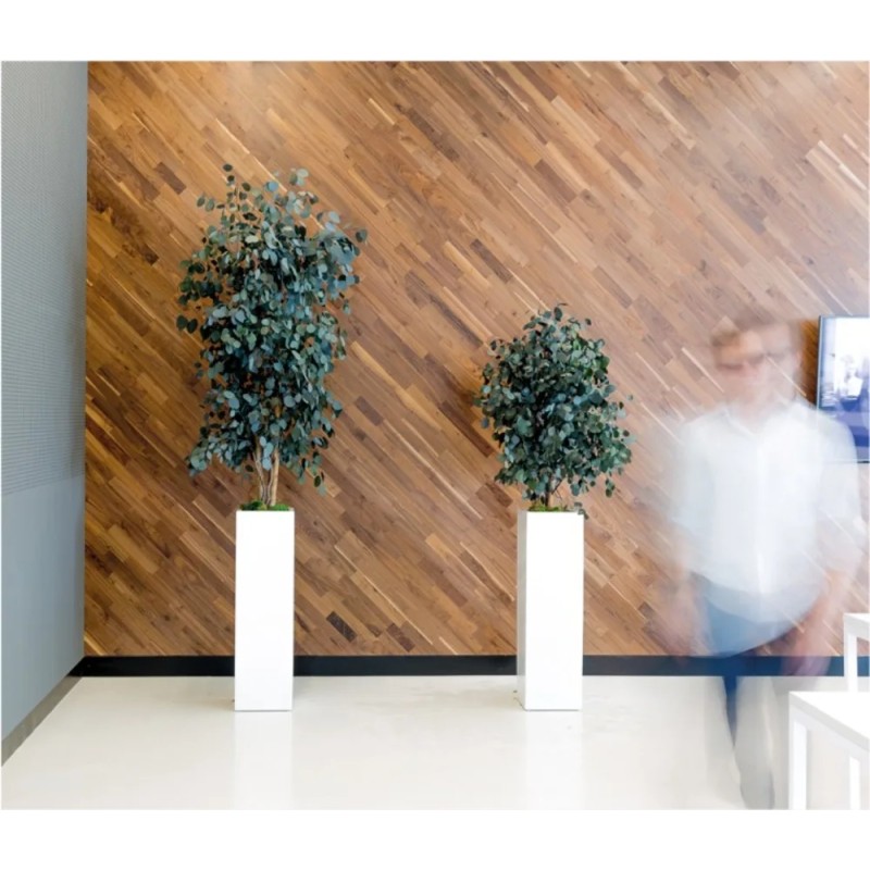 Eucalyptus populus mince bureau
