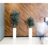 Eucalyptus populus mince bureau