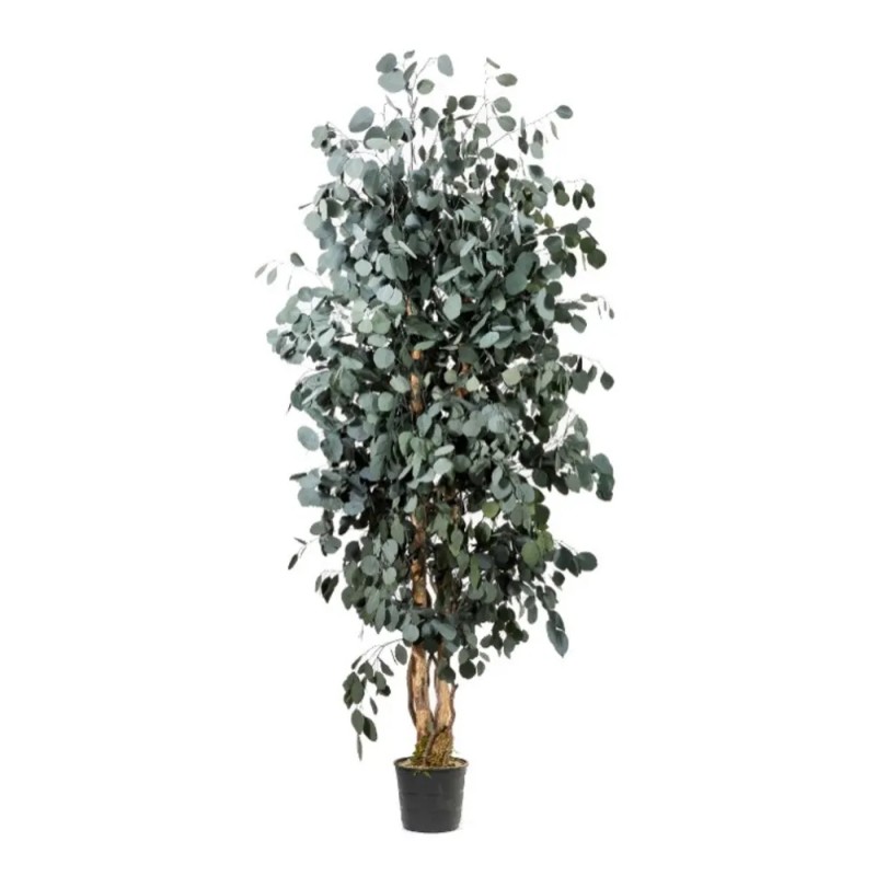 Eucalyptus Populus vert