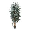 Eucalyptus Populus vert