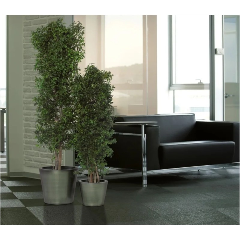 Arbre Tenuifolium stabilisé dans salon