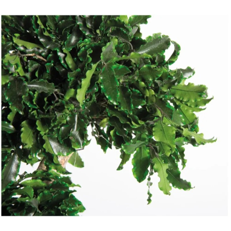 Arbre Tenuifolium stabilisé