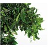 Arbre Tenuifolium stabilisé