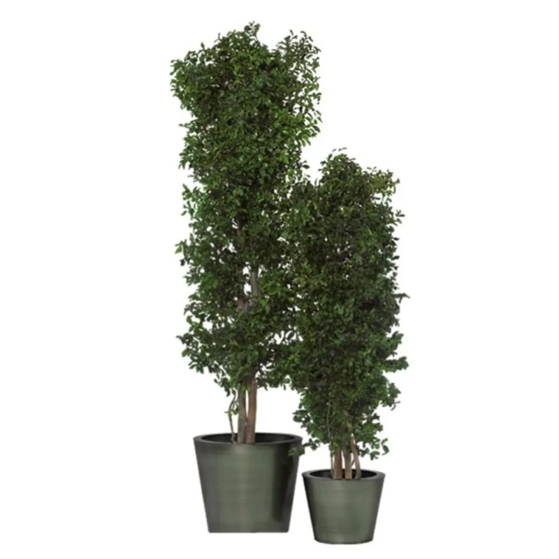 Arbre Tenuifolium vert stabilisé