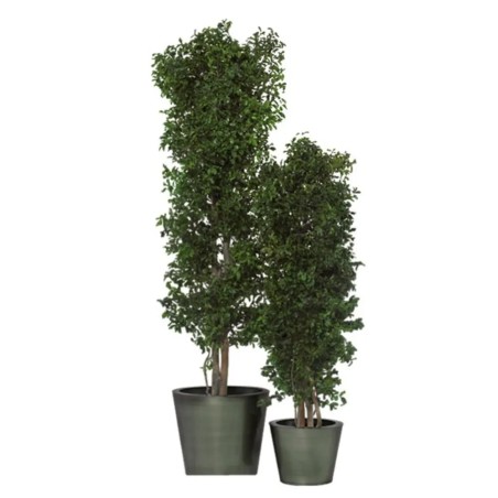 Arbre Tenuifolium vert stabilisé