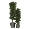 Arbre Tenuifolium vert stabilisé