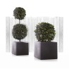 Topiaire Double Boule de Lierre verte