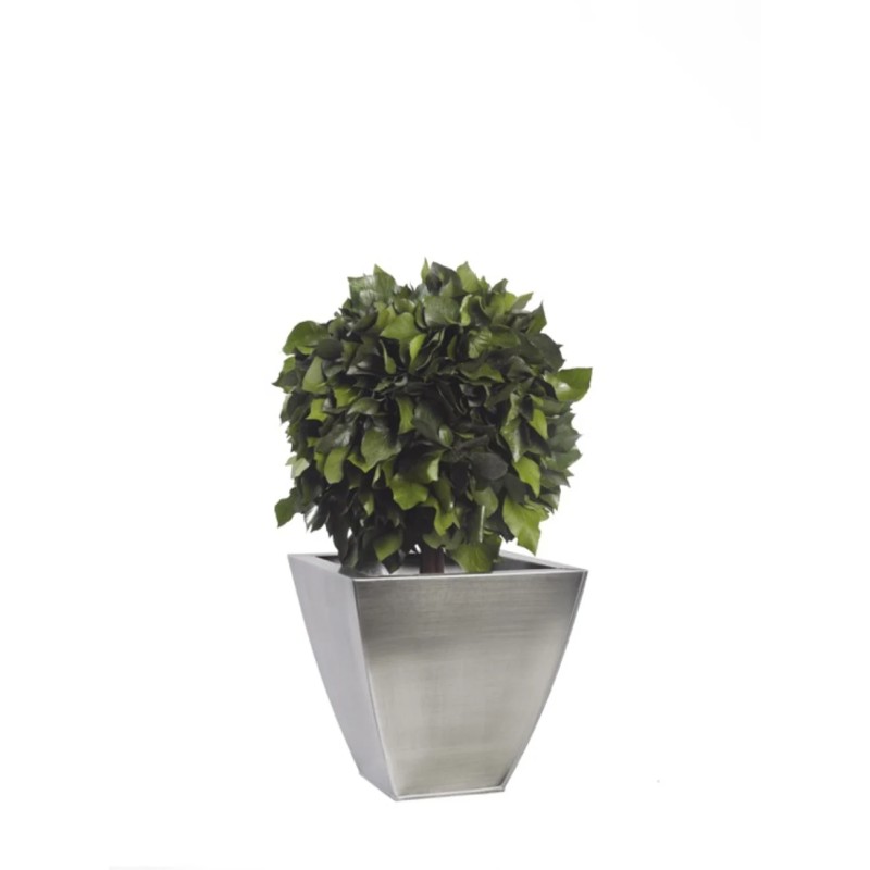 Boule de Lierre Stabilisé vert 50cm