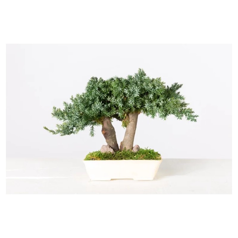 Bonsaï Juniperus Stabilisé 15cm