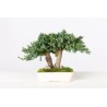 Bonsaï Juniperus Stabilisé 15cm