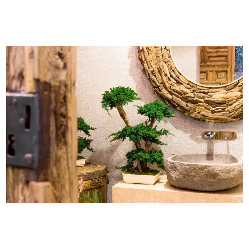 Bonsaï Juniperus Stabilisé salle de bain