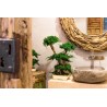 Bonsaï Juniperus Stabilisé salle de bain