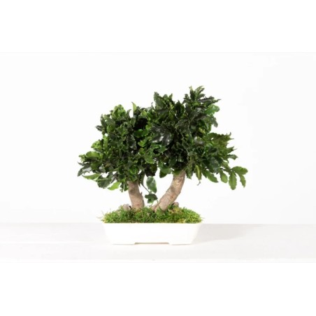 Bonsaï tenuifolium stabilisé 20cm