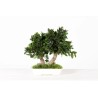 Bonsaï tenuifolium stabilisé 20cm