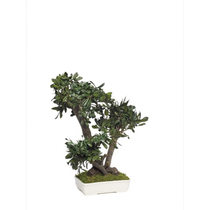 Bonsaï Pittosporum vert 50cm