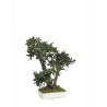 Bonsaï Pittosporum vert 50cm